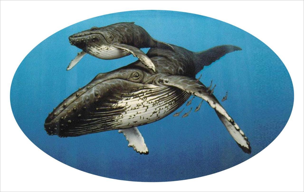 Whispering Whale Hotel Джейкъбс Бей Екстериор снимка